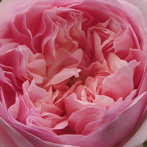 Online rózsa vásárlás - Rózsaszín - nosztalgia rózsa - intenzív illatú rózsa - Rosa Sonia Rykiel™ - Dominique Massad - Korallrózsaszín, illatos virágai kisebb csoportokban nyílnak, robusztus termetű, formás bokrain.
